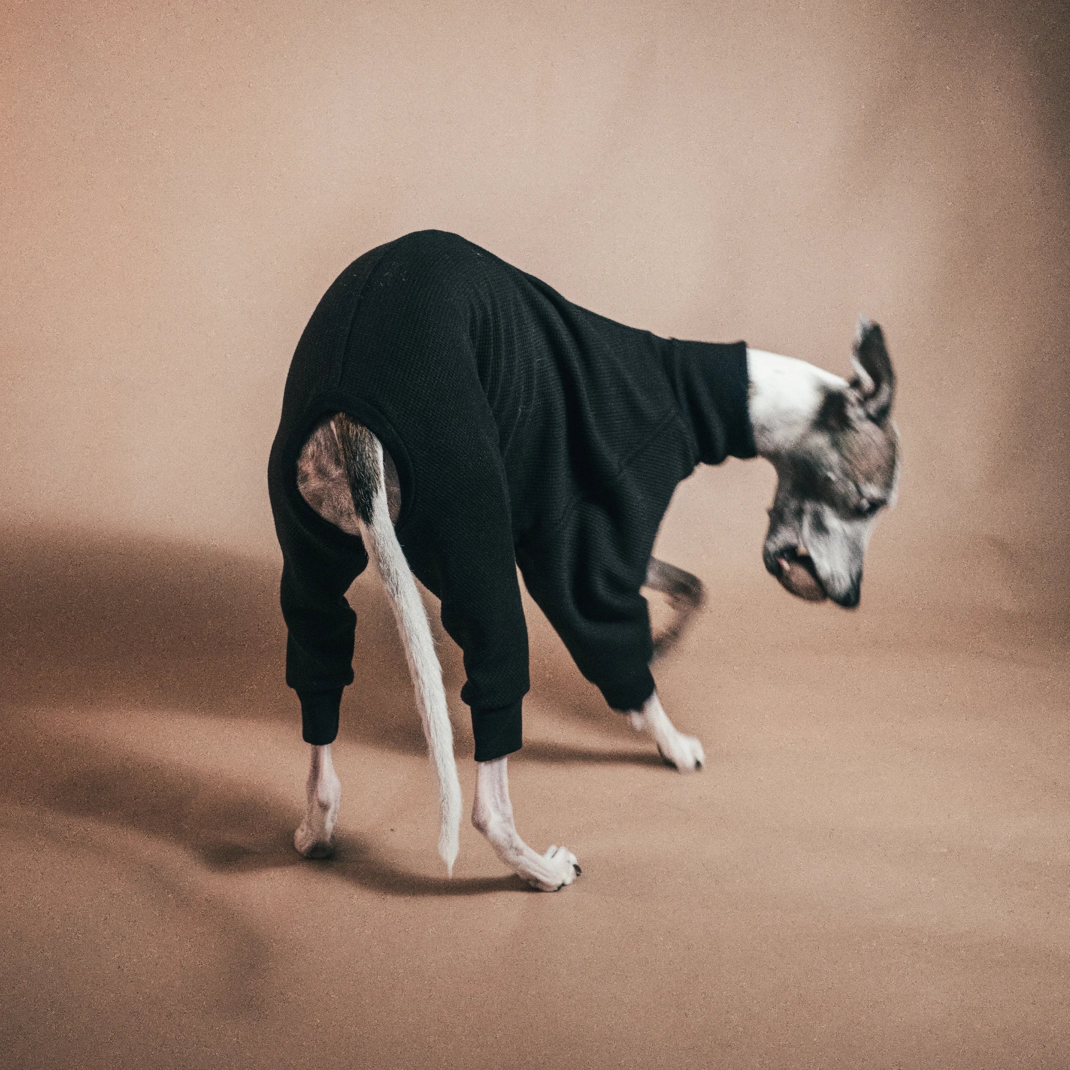 Whippet Onesies