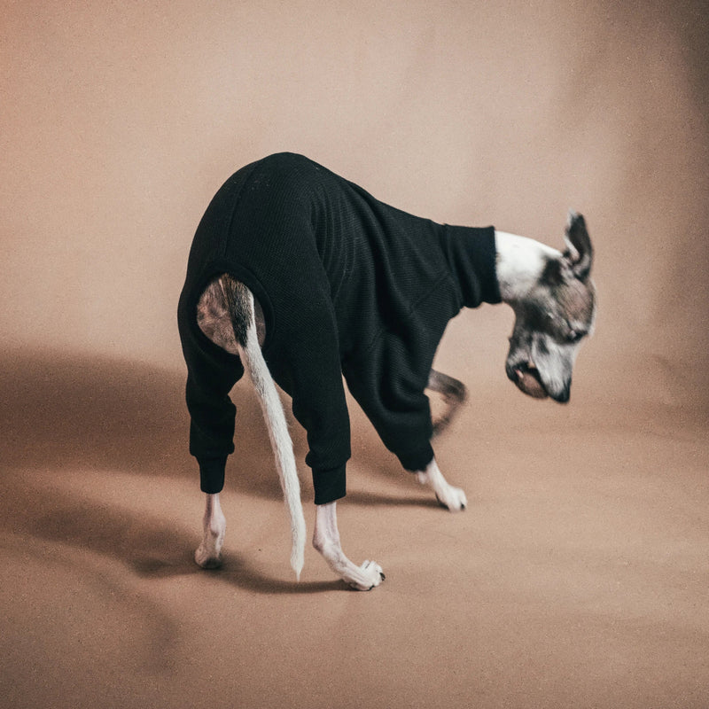 Whippet Onesies for Cosy Days