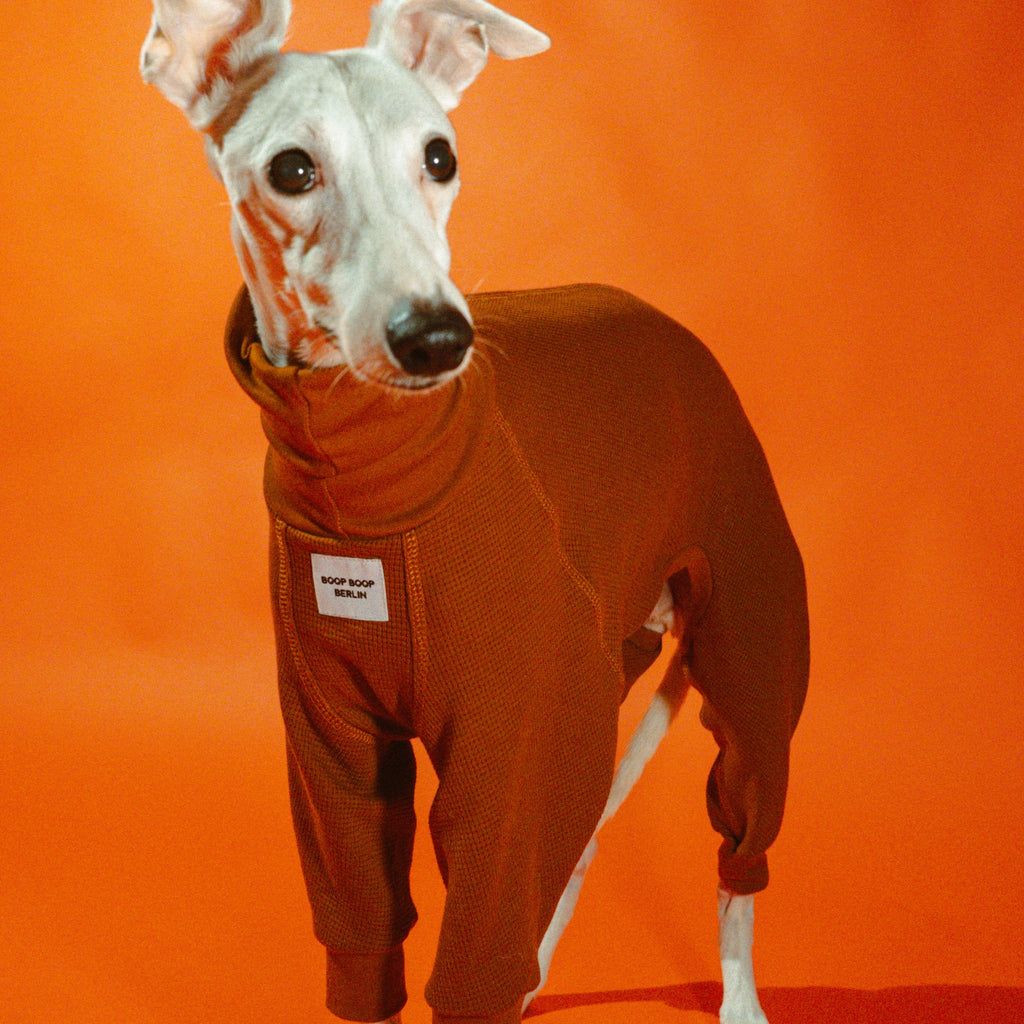 Whippet dog wearing a Winona onesie in Cinnamon Swirl color