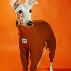 Whippet dog wearing a Winona onesie in Cinnamon Swirl color