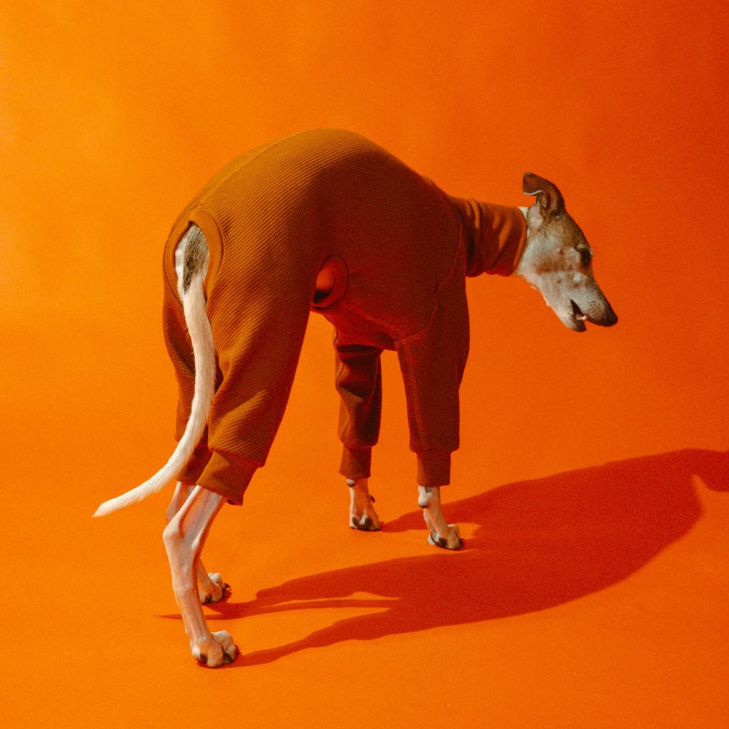 Whippet dog wearing a Winona onesie in Cinnamon Swirl color