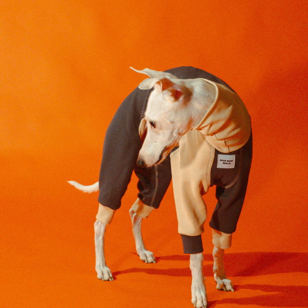 Whippet dog wearing a Winona onesie in Cookies and Cream color