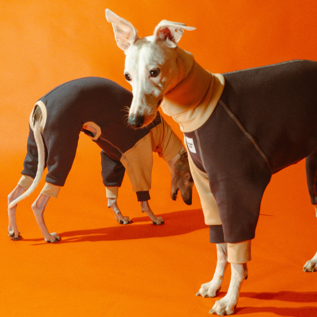 Whippet dog wearing a Winona onesie in Cookies and Cream color