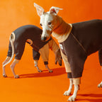 Whippet dog wearing a Winona onesie in Cookies and Cream color