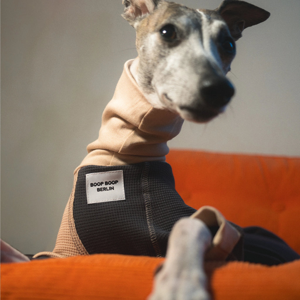 Whippet dog wearing a Winona onesie in Cookies and Cream color