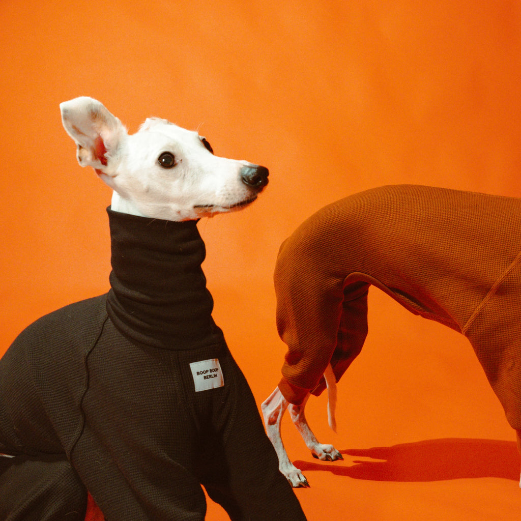 Whippet dog wearing the Winona onesie in Licorice color