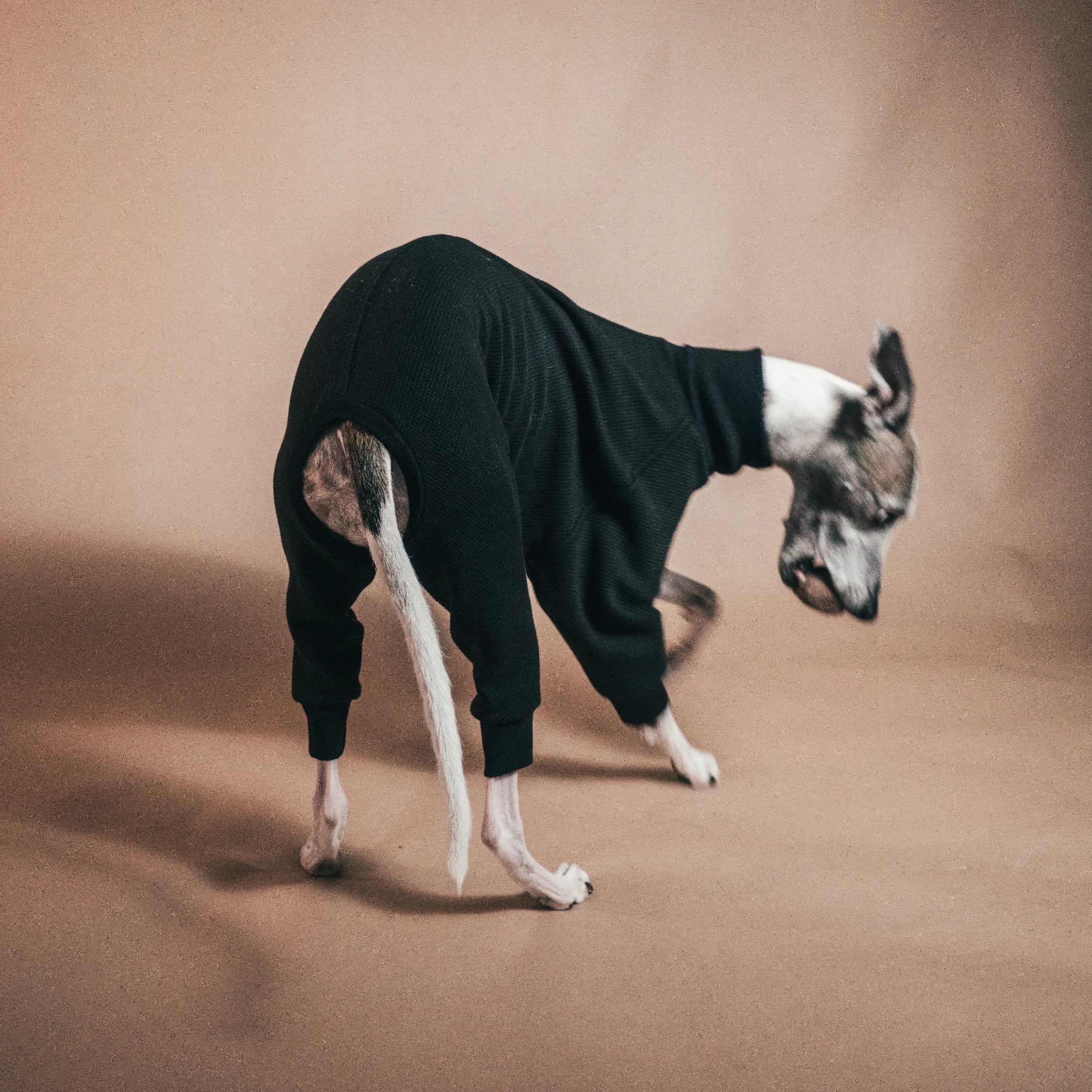 Whippet dog wearing the Winona onesie in Licorice color