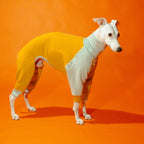 Whippet dog wearing a Winona onesie in Tutti Frutti color