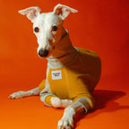 Whippet dog wearing a Winona onesie in Tutti Frutti color