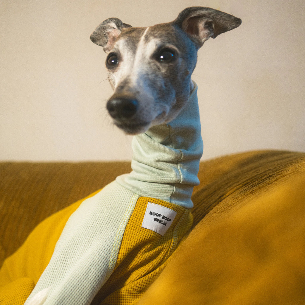 Whippet dog wearing a Winona onesie in Tutti Frutti color