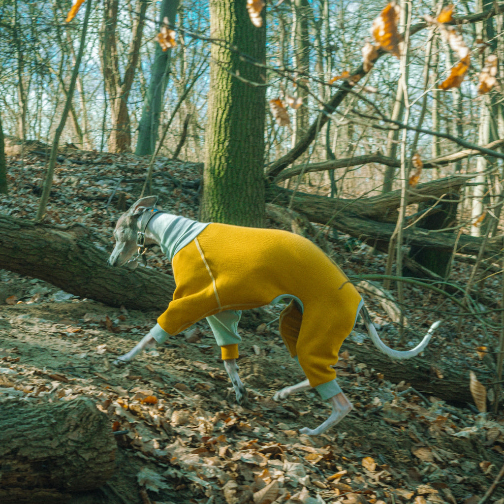 Whippet dog wearing a Winona onesie in Tutti Frutti color