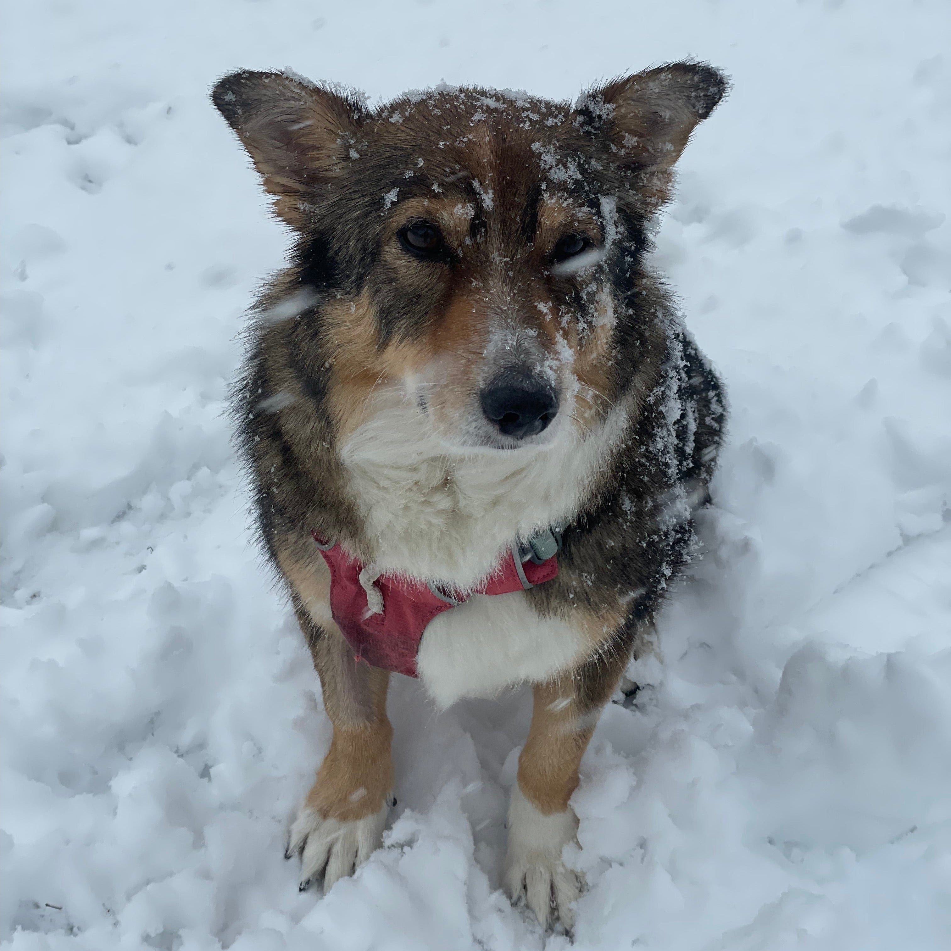 Bennie in the snow