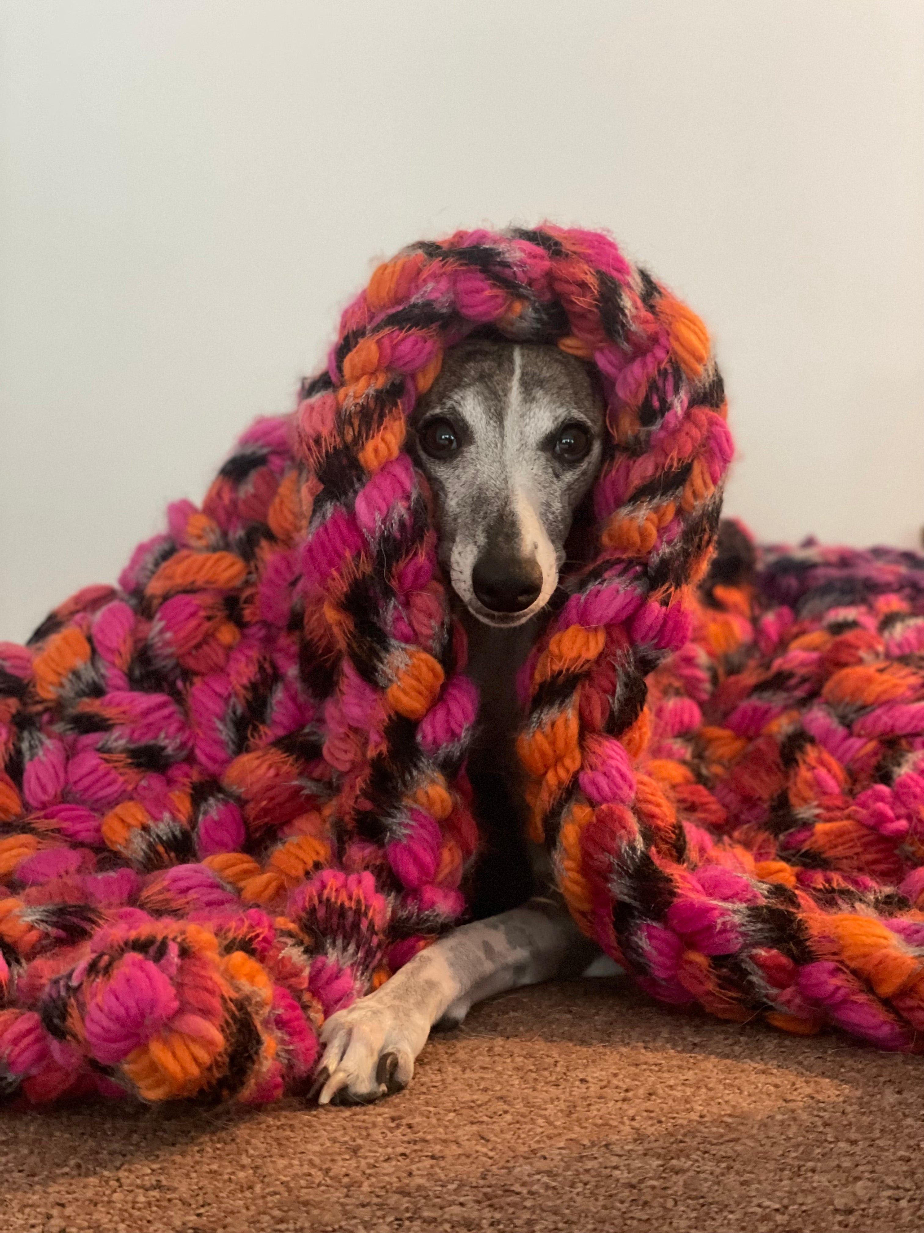 Whippet dog snuggling in a colorful, chunky blanket 