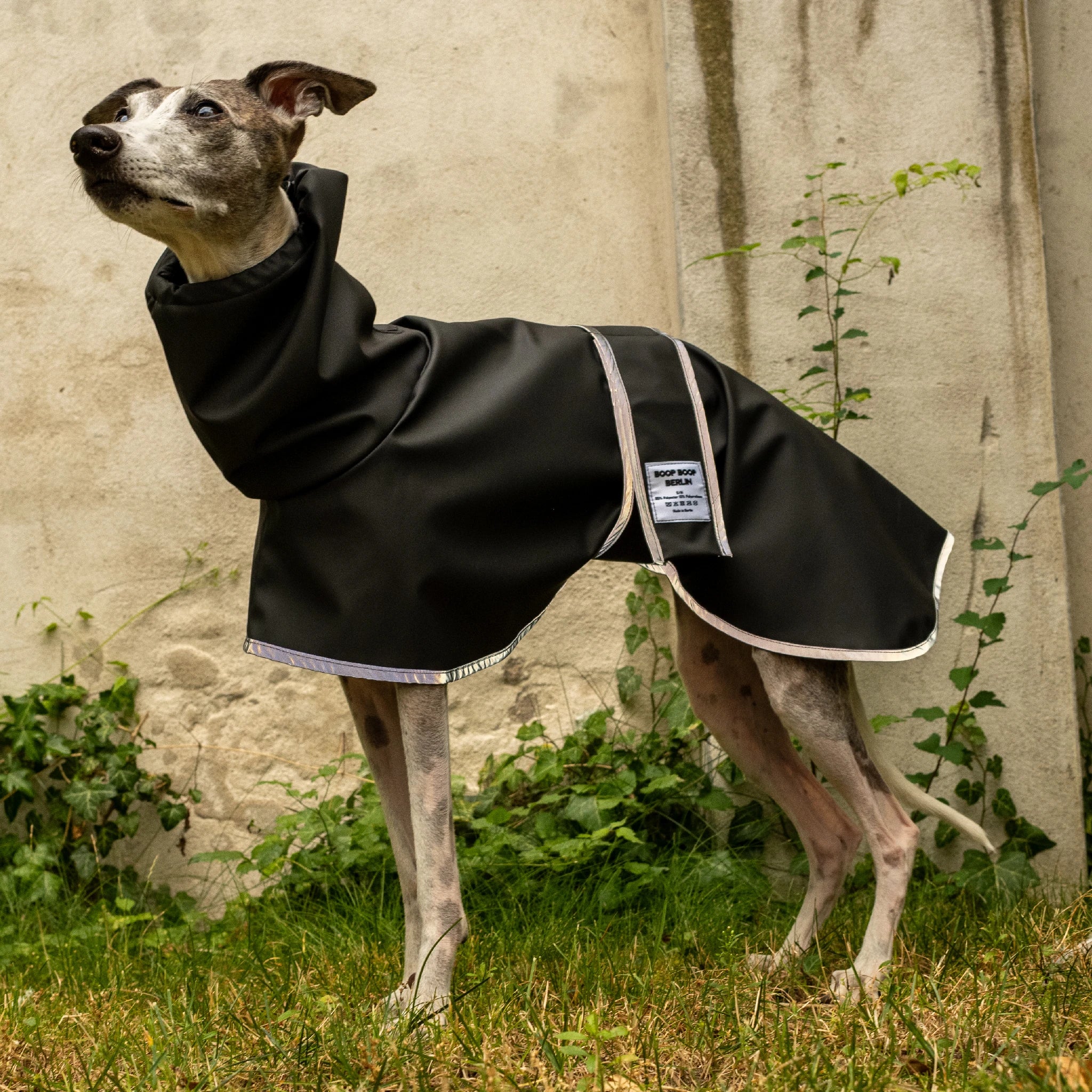 Boop Boop Berlin the Puddle Club whippet raincoat, black rain jacket, sighthound outter wear, brindle whippet looking up, reflective