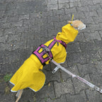 A light fawn whippet wearing a yellow lightweight waterproof raincoat from Boop Boop Berlin with a harness on top