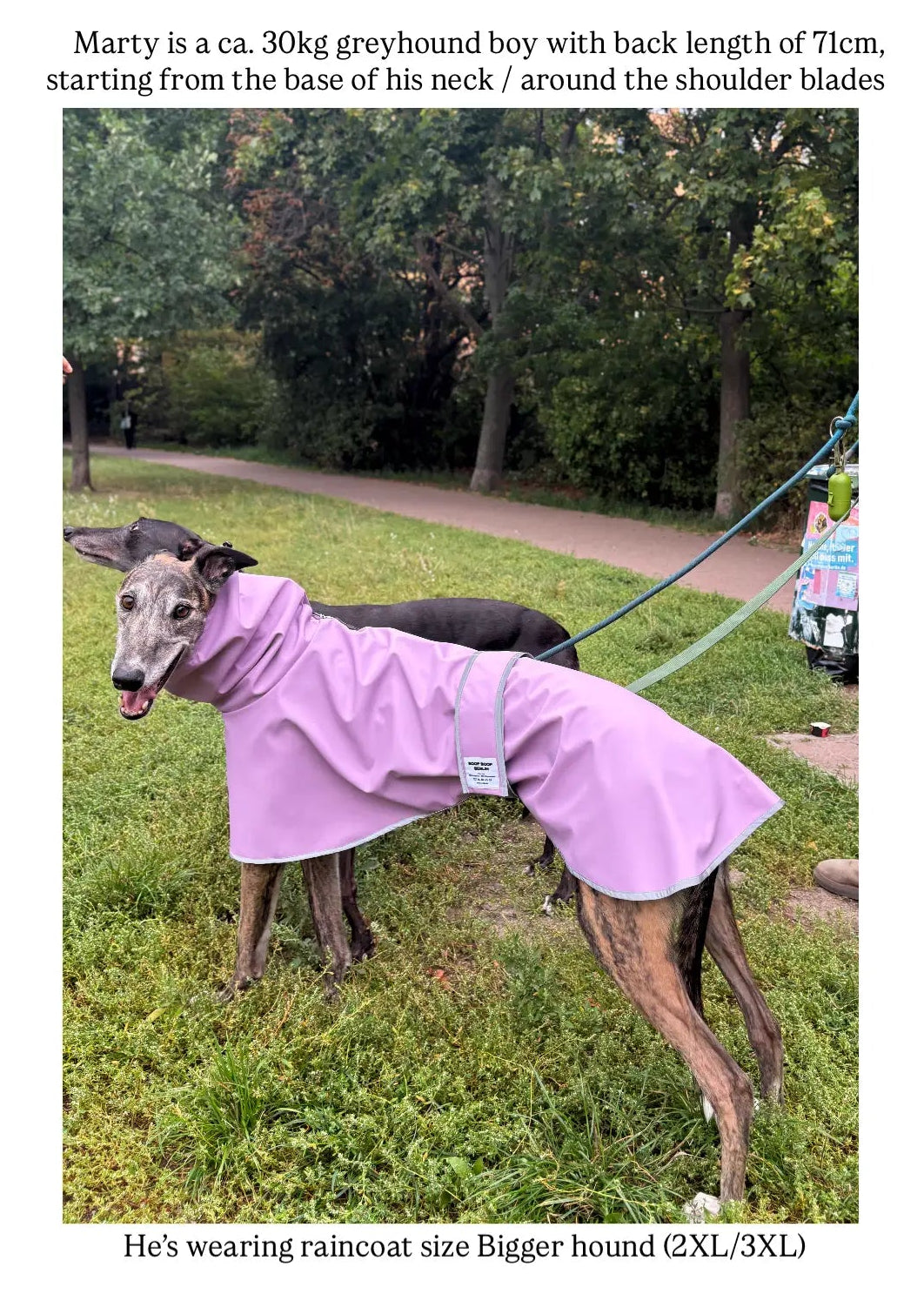 A greyhound dog wearing a lavender-purple raincoat stands on grass in a park in the rain, with reflective grey trim. Text at the top and bottom provides size and breed guidance for the raincoat size 2XL/3L.