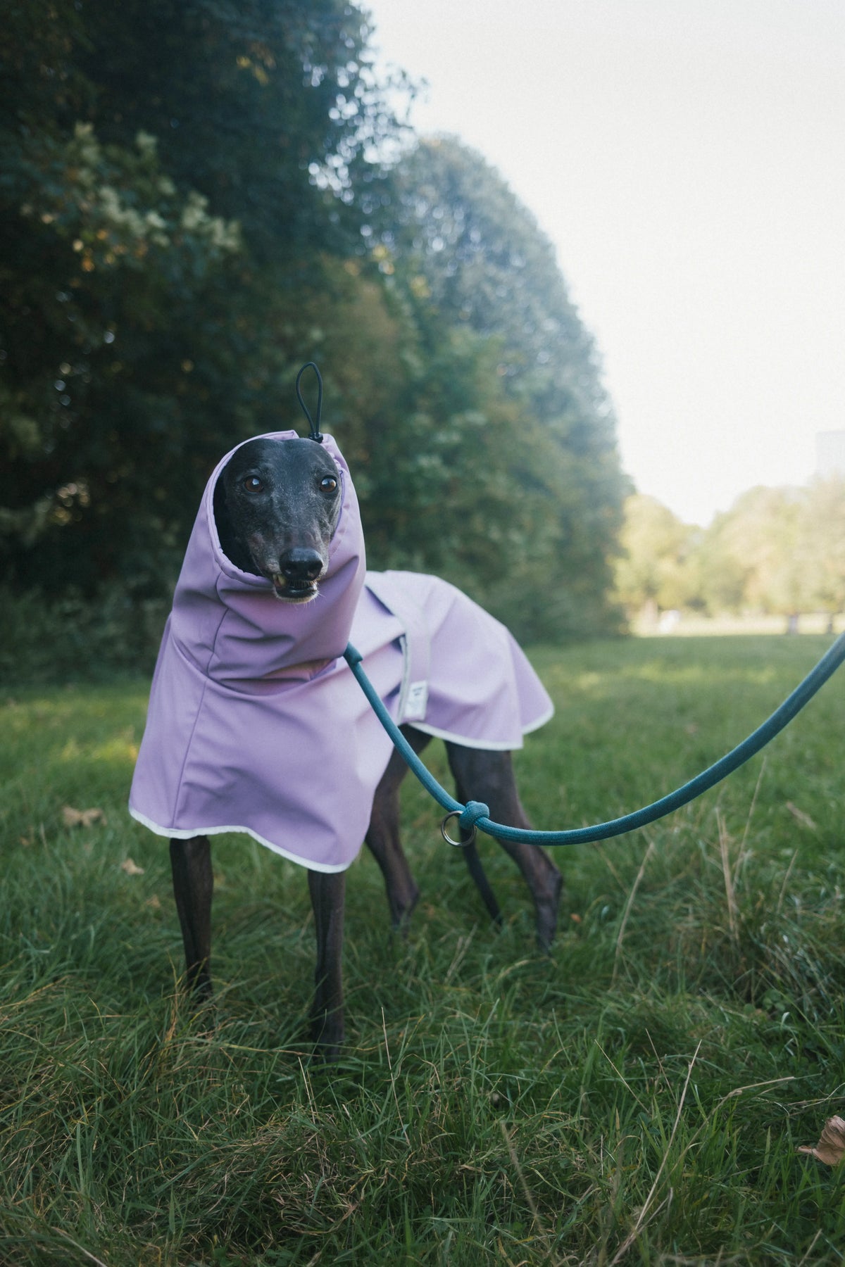 A black greyhound standing in a park wearing a raincoat in purple color with reflective binding for high visibility