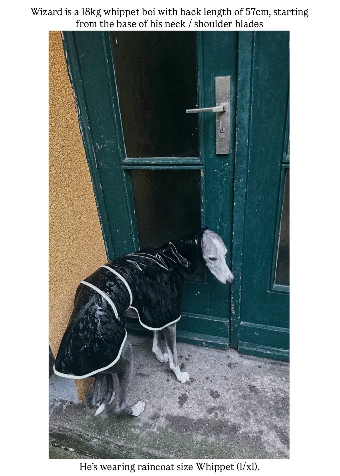 A whippet dog wearing a black raincoat with reflective grey trim stands in front of a door in the rain. Text above and below provides sizing and fit information for the Whippet raincoat size L/XL.