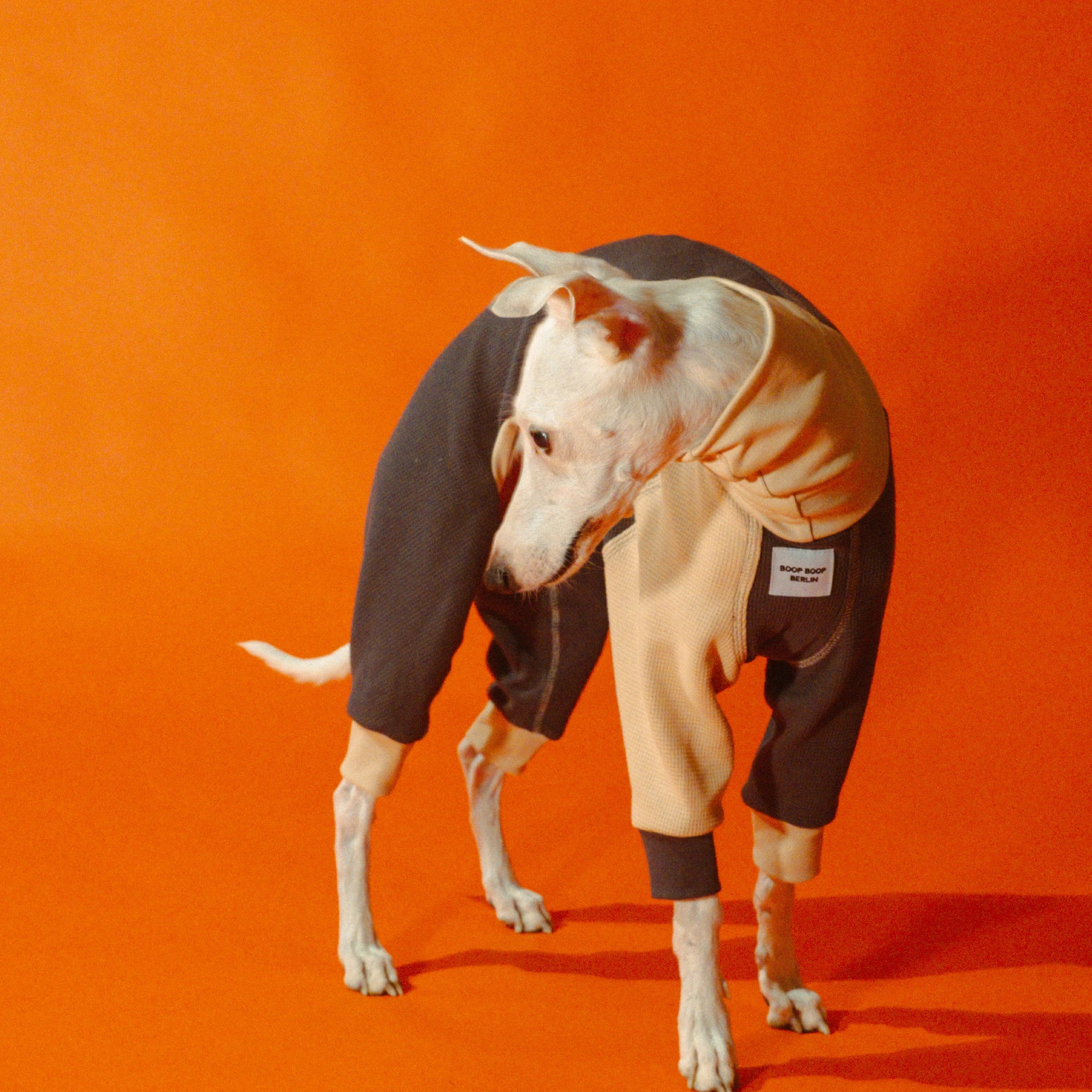 White whippet wearing the charcoal cream Winona cotton onesie, turtle neck, elastic cuffing