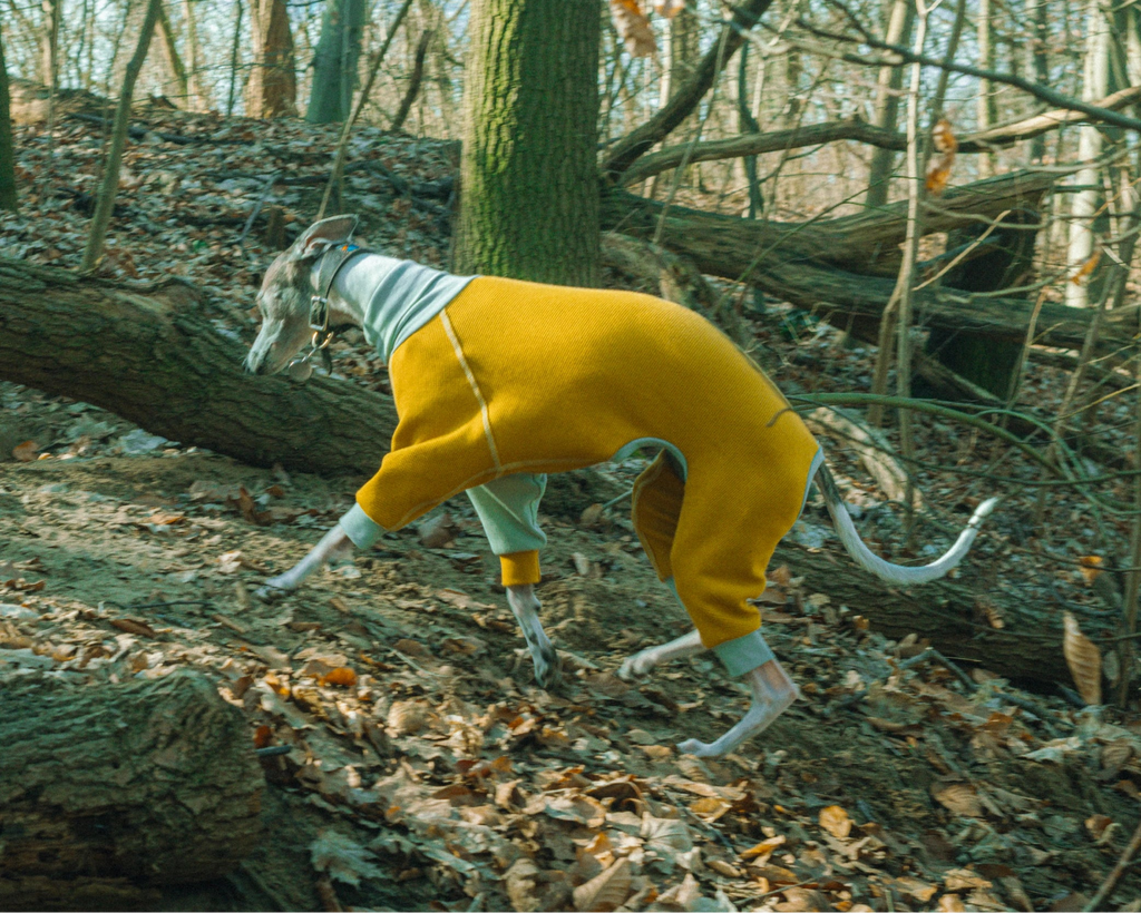 Brindle whippet wearing the mustard Winona cotton onesie, running in the park, fast movements