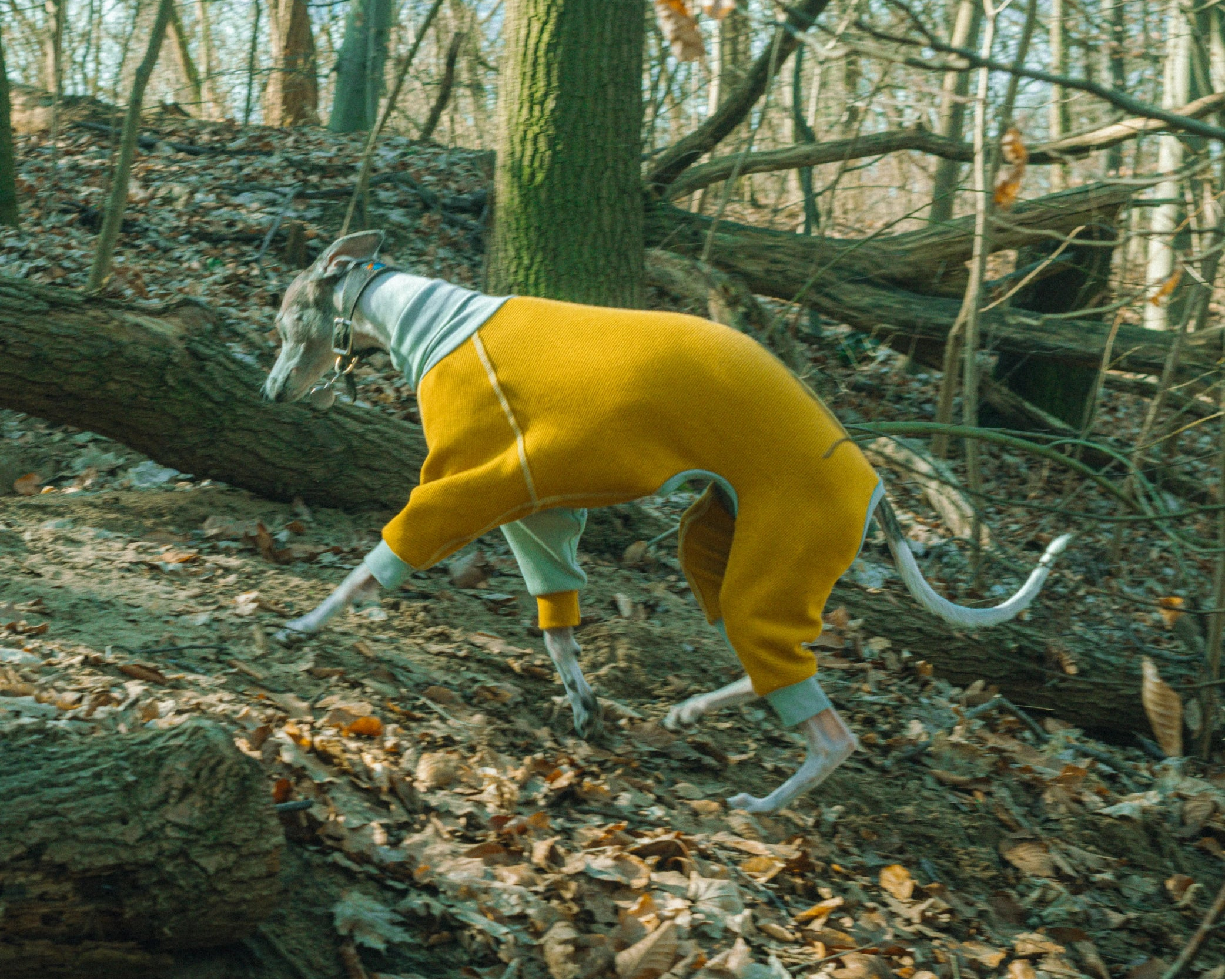 Brindle whippet wearing the mustard Winona cotton onesie, running in the park, fast movements