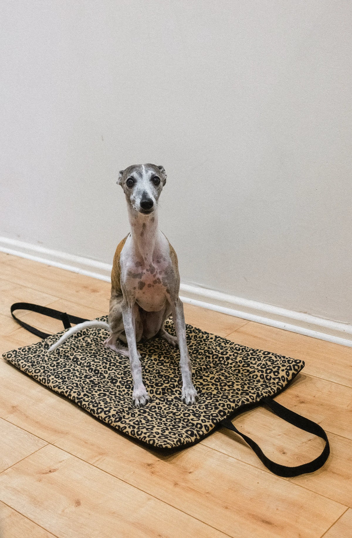 A whippet dog sits on a leopard-print dog mat with black handles, placed on a light wood floor against a plain wall.