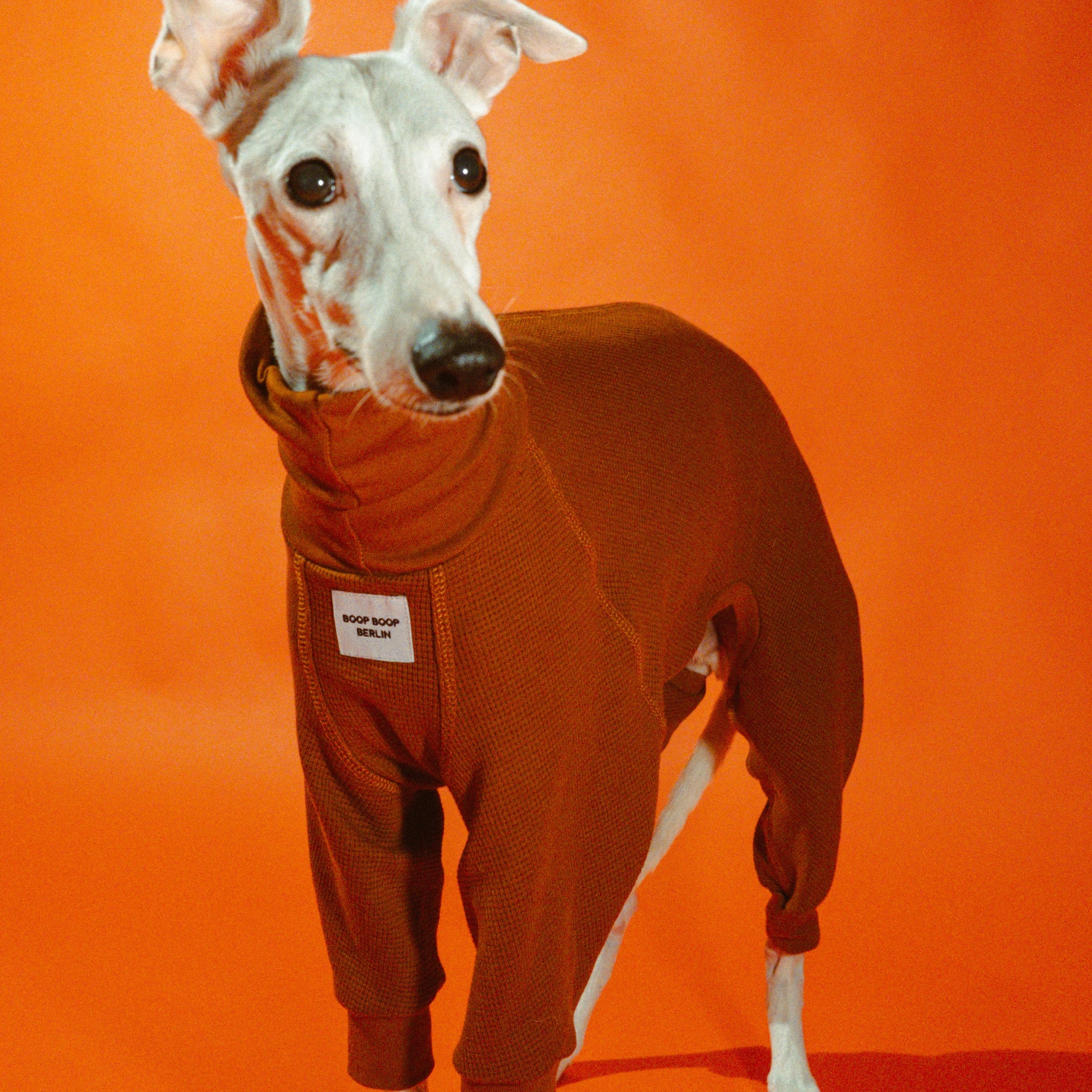 White whippet wearing the copper Winona cotton onesie with waffle texture