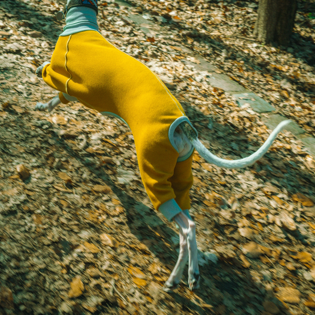 A whippet running comfortably without restrictions in the park while wearing a 4-legged cotton sighthound onesie in mustard yellow and green mint colors