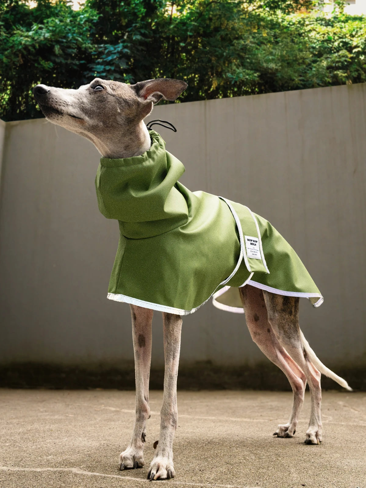 A brindle whippet wearing a matcha green hooded waterproof raincoat from Boop Boop Berlin dog clothing brand