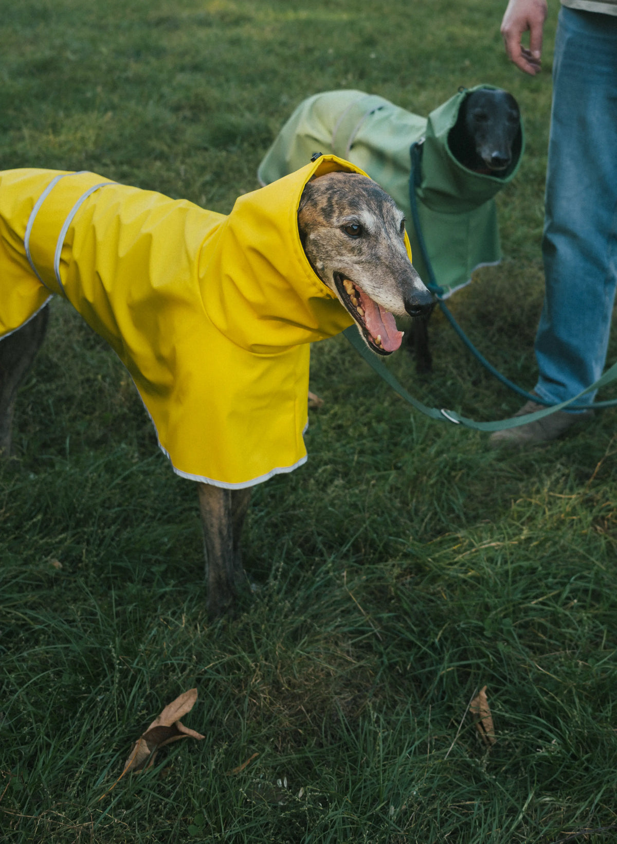 A black greyhound wearing a green raincoat and a brindle greyhound wearing a yellow raincoat, both made in Berlin and water resistant