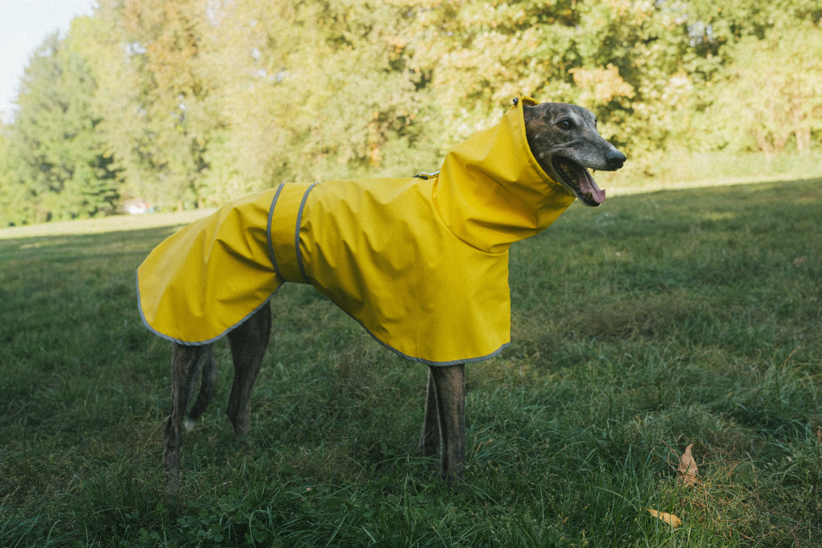 A greyhound dog standing in a grassy field wearing a bright yellow dog raincoat with a high neck looking happy