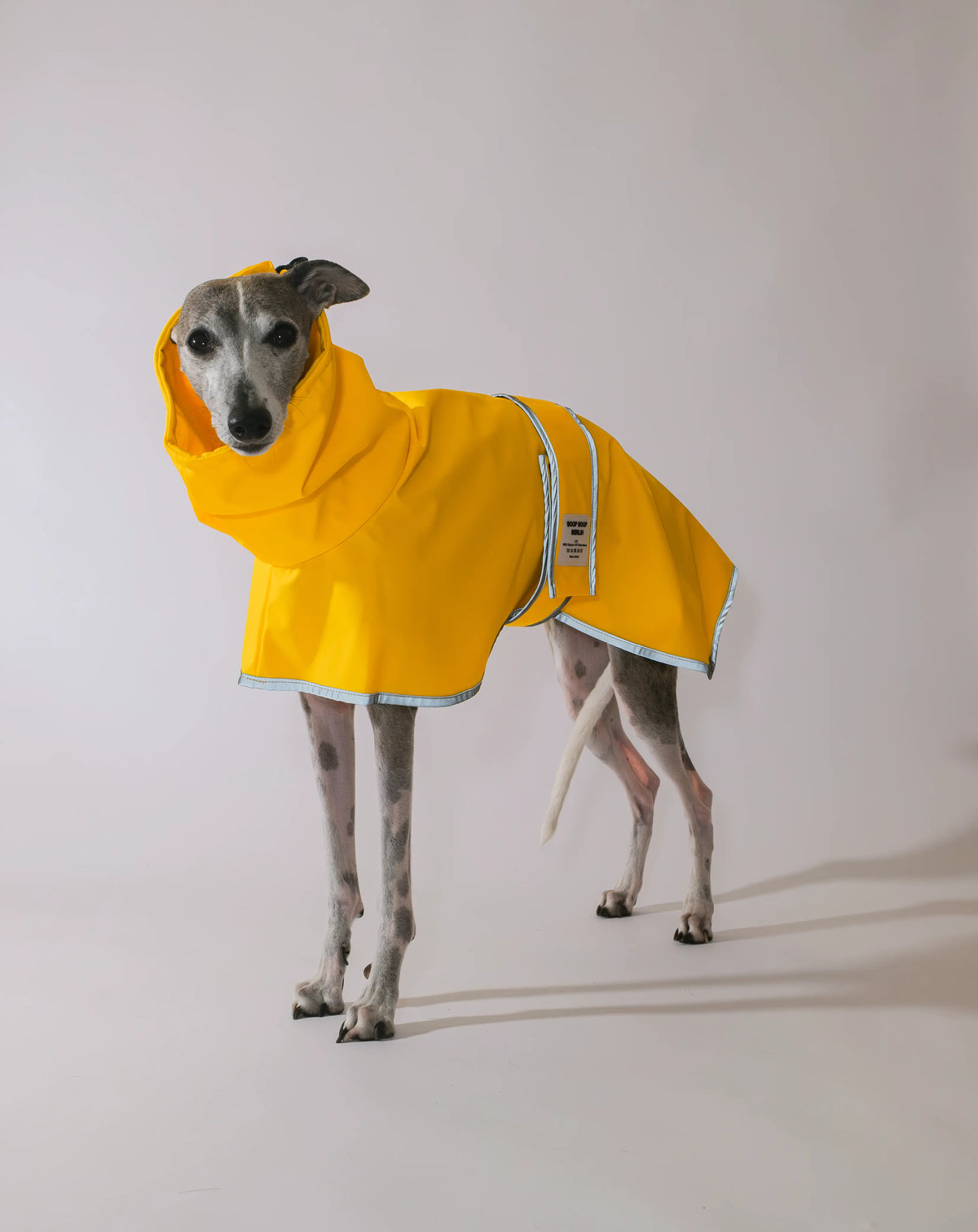 An italian greyhound dog wearing a bright yellow raincoat with a hood, standing against a plain light gray studio background with velcro strap around the waist