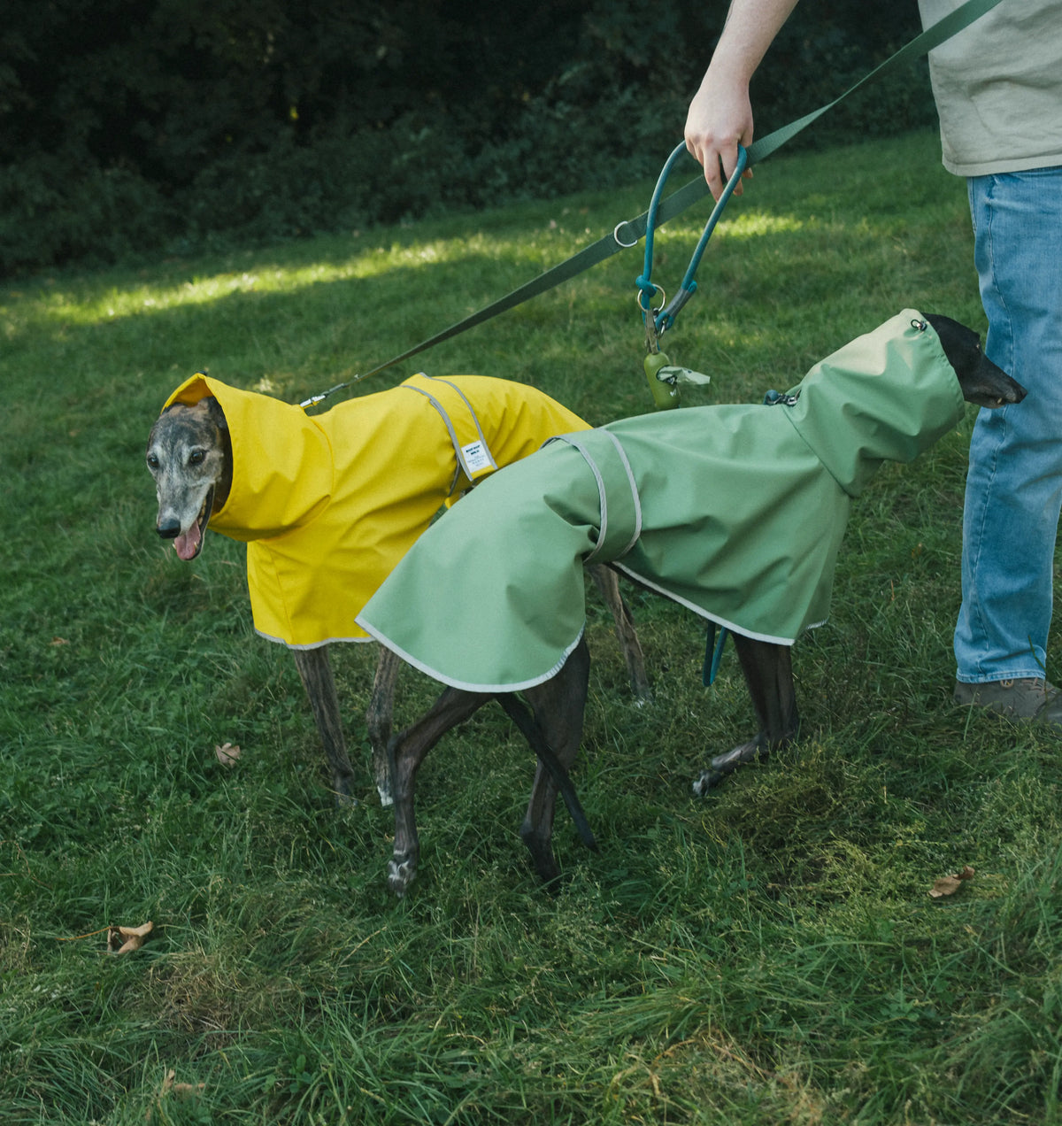 Two greyhounds wearing raincoats on a grassy lawn, one in bright yellow and the other in sage green, with reflective trim for more visibility in the dark