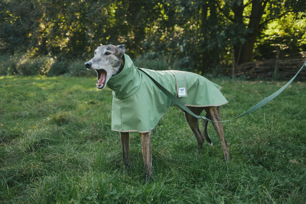 A greyhound dog wearing an olive green raincoat standing in a park. The dog is wearing matching green leash and green raincoat with long body and high neck