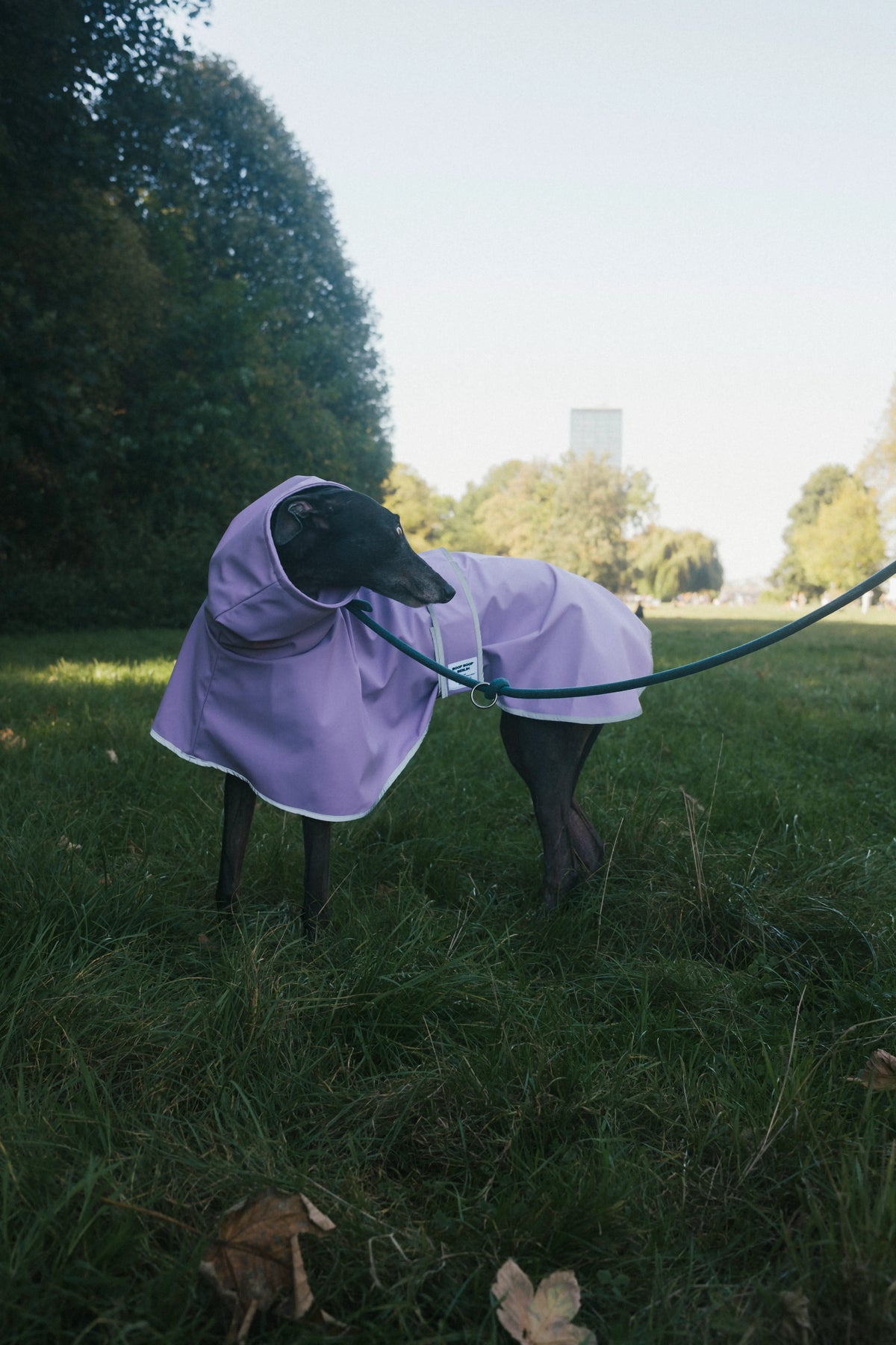A black greyhound dog standing on grass in a park wearing a light purple hooded raincoat with velcro strap around the waist, looking to the side