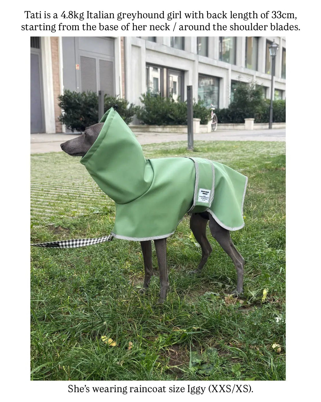 An Italian greyhound wearing a sage green raincoat and with long hood and reflective gray trim, standing on a grassy lawn. The image includes descriptive text at the top and bottom detailing the dog's body measurements and the raincoat size XXS/XS for iggy.