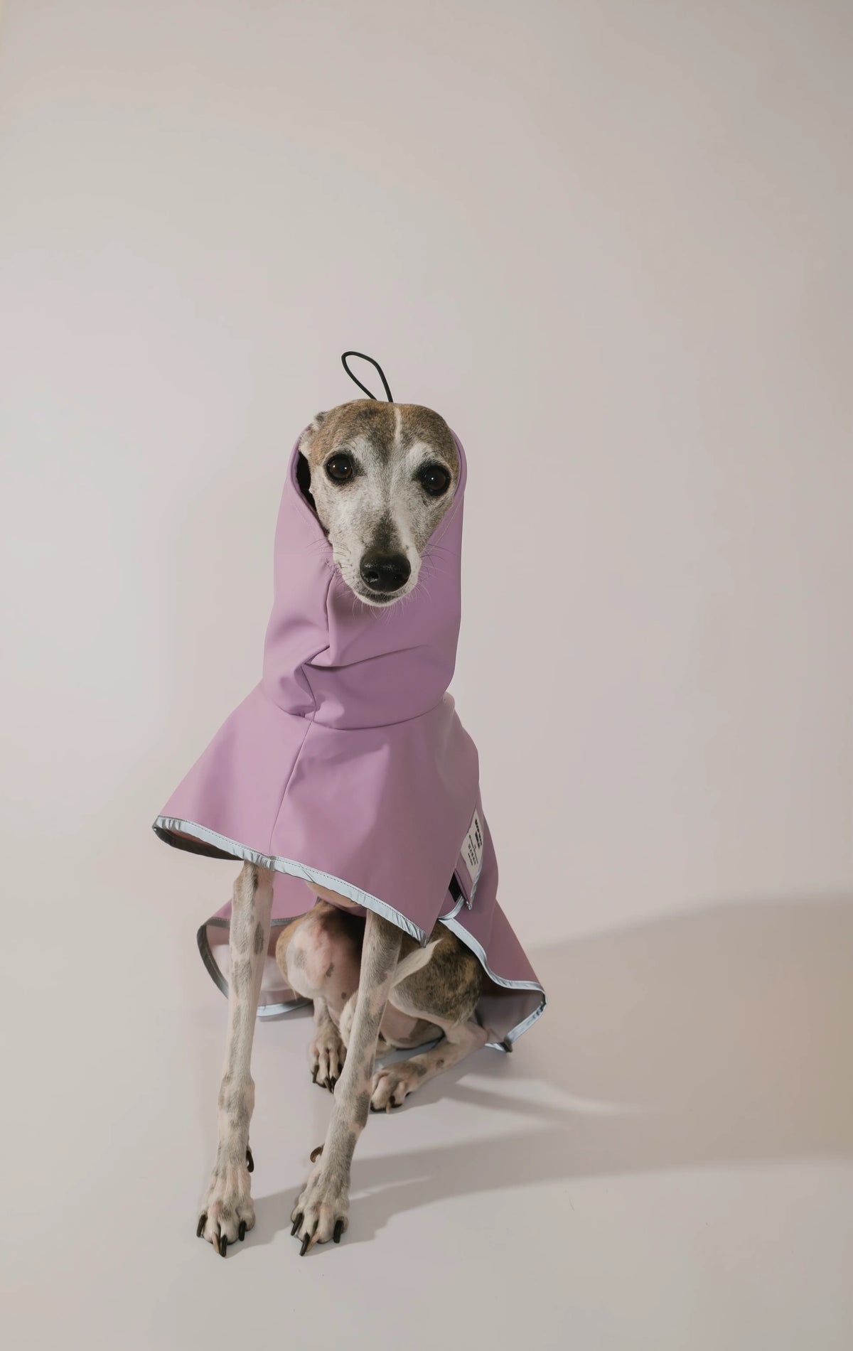 A sighthound dog wearing a lavender purple high necked waterproof raincoat, standing against a plain light beige studio background.