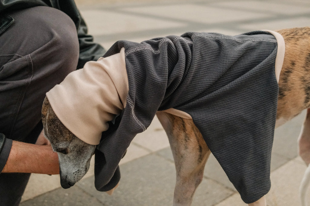 A whippet dog getting dressed with a dark charcoal gray waffle textured full-body pet sweater with a beige turtle neck