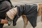 A whippet dog getting dressed with a dark charcoal gray waffle textured full-body pet sweater with a beige turtle neck