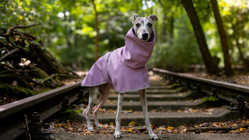 A whippet dog stands in a park, wearing a lavender-purple hooded waterproof raincoat