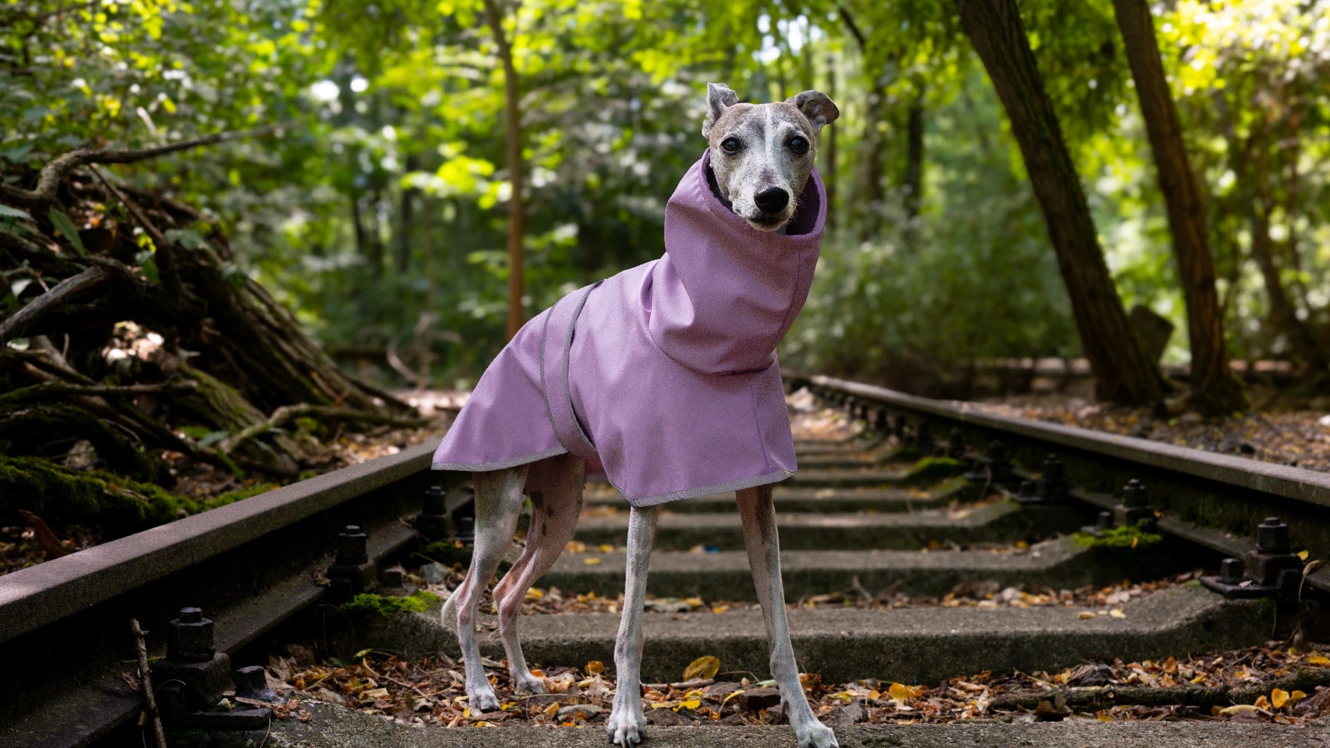 A brindle whippet wearing a lavender-purple hooded waterproof raincoat from Boop Boop Berlin dog clothing brand