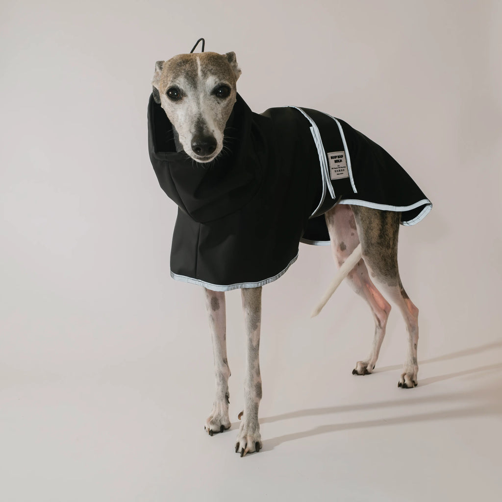 A greyhound dog wearing a black high neck raincoat with reflective grey binding, standing against a plain light beige studio background.