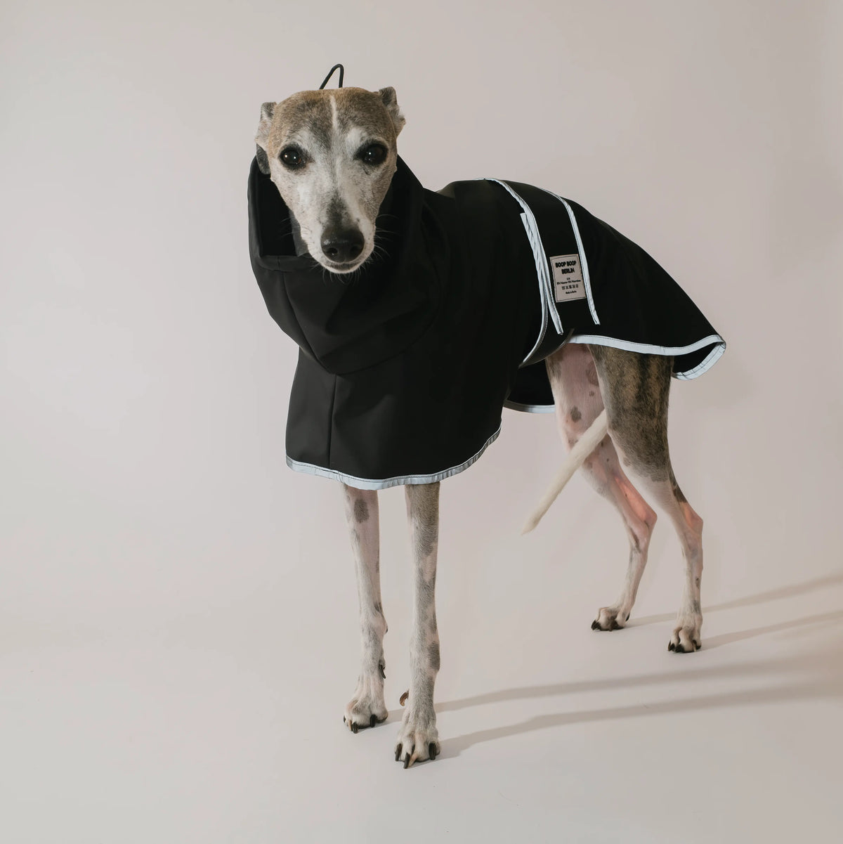 A greyhound dog wearing a black high neck raincoat with reflective grey binding, standing against a plain light beige studio background.