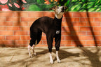 A whippet dog wearing a black full-body knit sweater stands in front of a sunlit red brick wall in Berlin Prenzlauerberg in front of a red brick wall, sniffing the air blissfully