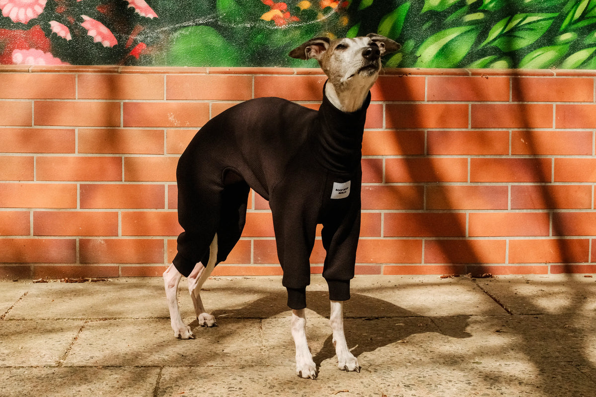 A whippet dog wearing a black full-body knit sweater stands in front of a sunlit red brick wall in Berlin Prenzlauerberg in front of a red brick wall, sniffing the air blissfully