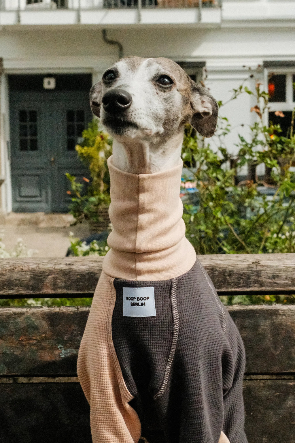 A greyhound dog wearing a beige and dark brown waffle-knit overall with a high neck, pet portrait