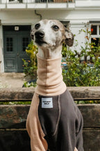 A greyhound dog wearing a beige and dark brown waffle-knit overall with a high neck, pet portrait