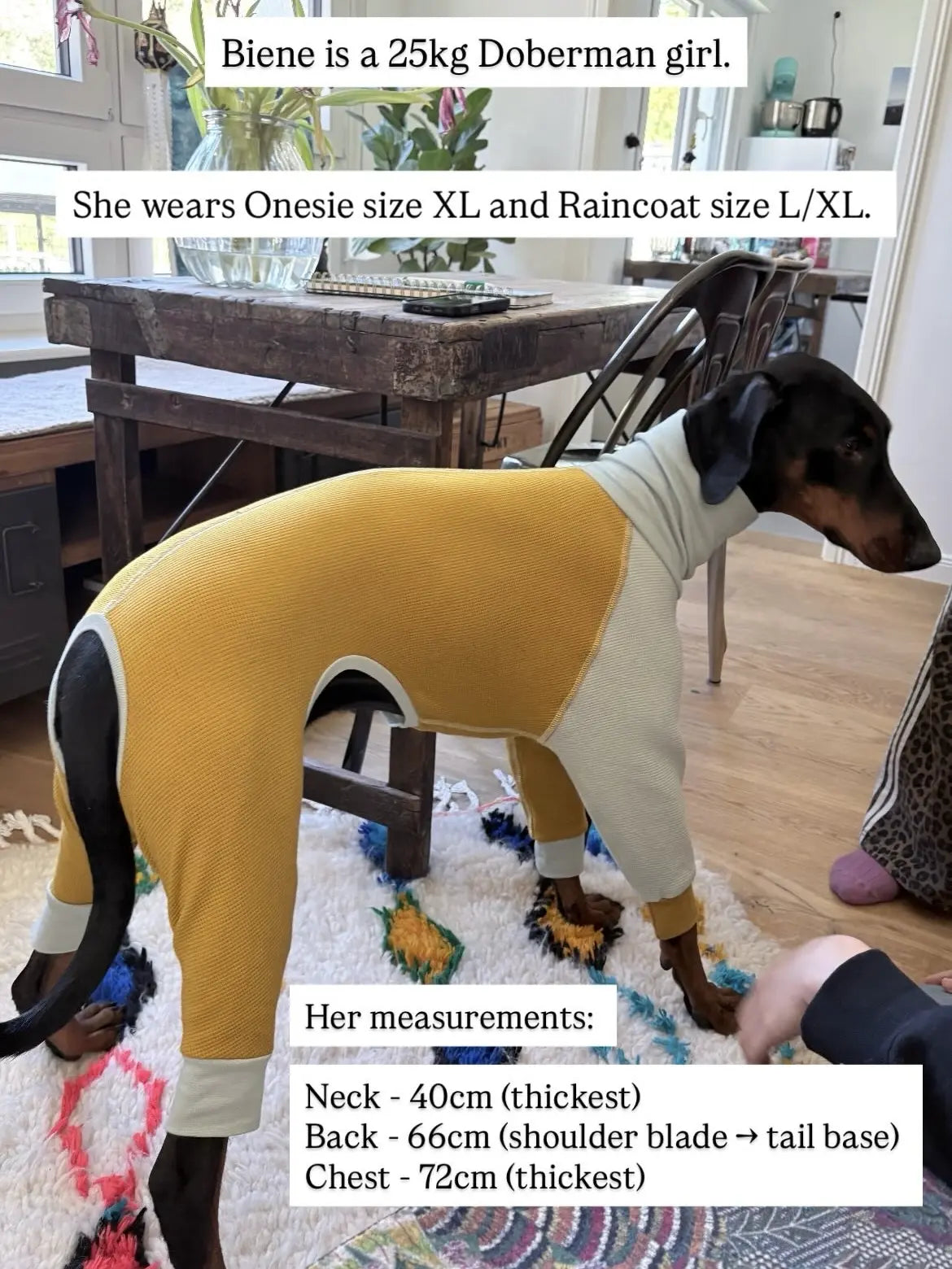 A Doberman dog wearing a fitted dog 4-legged sweater in an apartment, with texts describing the dog's body measurements and the dog clothes size.