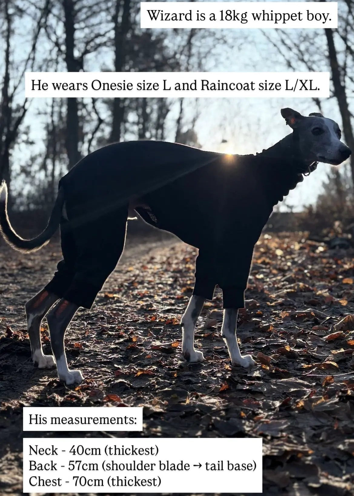 A big whippet dog standing in the park at sunset, wearing a fitted black overall with 4 legs. The texts provide size information for a whippet dog, including measurements and sizing notes.