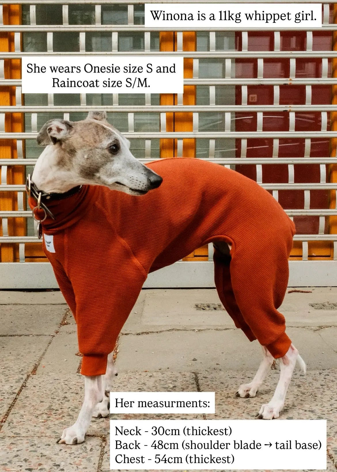 A whippet dog wearing a rust-orange fitted jumper stands on a pavement. The texts provide size and measurement information for the dog.